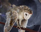 Barn Owl 22 signed fine art print 9x12 Bird lover gift Nature
