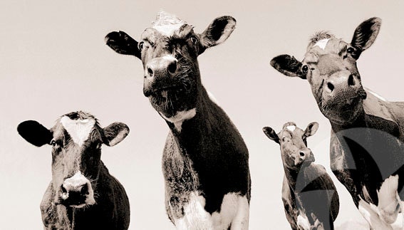 Four Moos - Signed A4 print -  Animal Photography   -  Black and White - Fine Art - Portrait - Cow - Farm - Rustic - Funny - Humorous