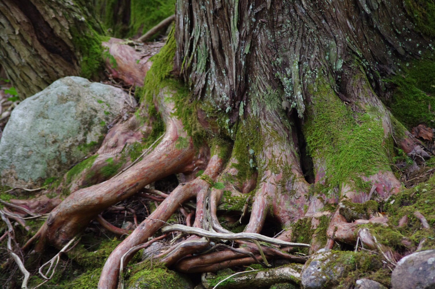 Cedar Roots