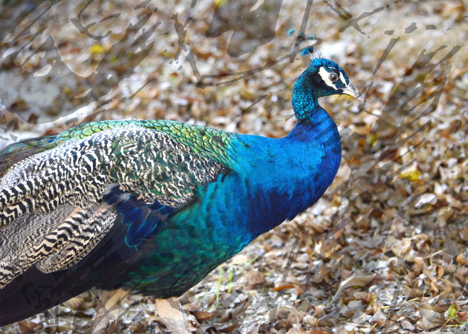 Pretty Peacock - Animal Fine Art Photography - 5x7 print