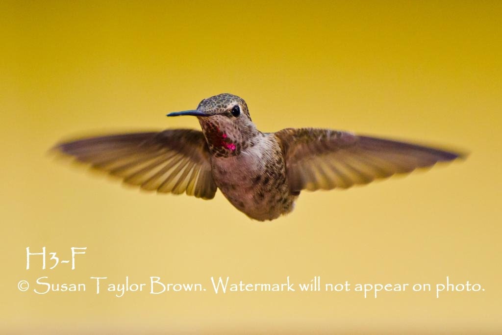 Hummingbird fine art, bird in flight photo, wild bird photo, 5x7, fine art print, bird photography