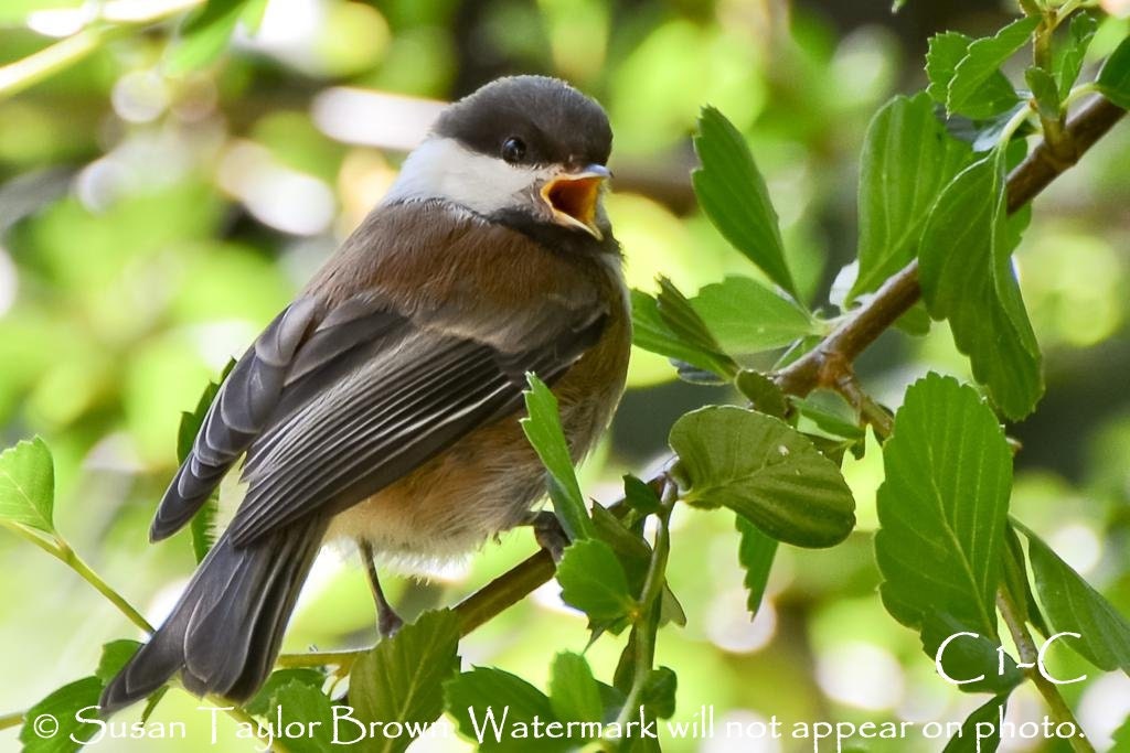wild bird photo, Chickadee print, wildlife art, nature photography 5x7