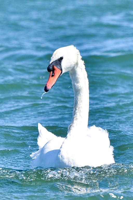 white swan card, FREE SHIPPING, blue water, photo note card,