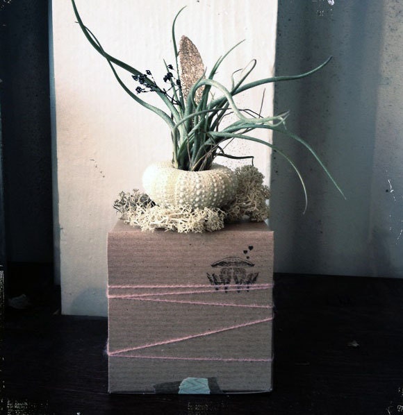 autumn air plant // by robincharlotte