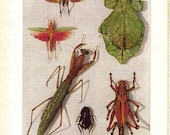 Strange Bug Antique Oddities Vintage Paper Ephemera Weird Insects - dadadreams