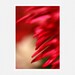Flower Photography, red, spider mum, passion, valentine, Say it With Flowers, fine art phtography print 8x12