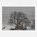 Winter Photography, white, tree, barn, snow, winter home decor, Snow Barn, nature fine art photography print 8x10