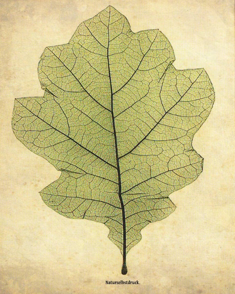 Vintage Botanical Print "Oak Leaf" Woodland Print - Green Chartreuse Leaf Illustration - Oak Tree Forest