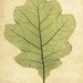 Vintage Botanical Print "Oak Leaf" Woodland Print - Green Chartreuse Leaf Illustration - Oak Tree Forest