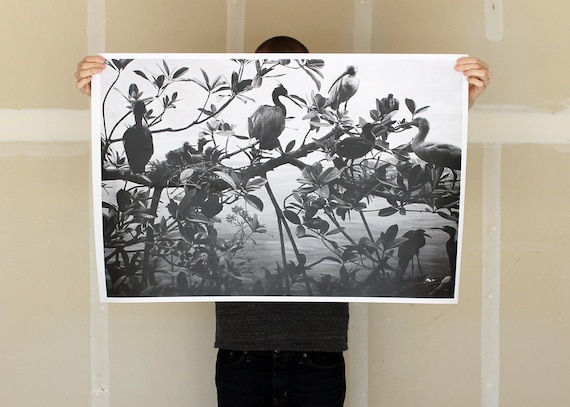 Bird Colony - 24x36 Plotter Poster