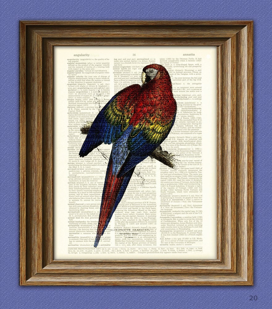 RED And BLUE MACAW parrot bird beautifully upcycled vintage dictionary page book art print