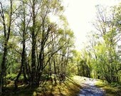Caress - 5x7 Sunlit Forest Path Scotland Landscape Fine Art Photography Print - Beautiful Green Trees Scenery Wall Decor for Nature Lover