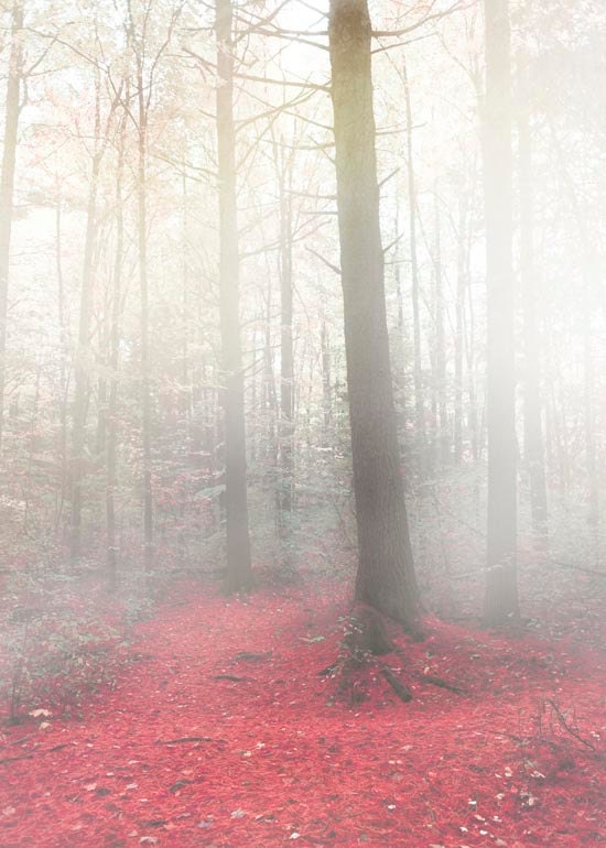 Tree photography, fairy tale, fog and mist photo, red leaves, wall decor, mysterious, gray, white, 5x7 print under 25 - Raceytay