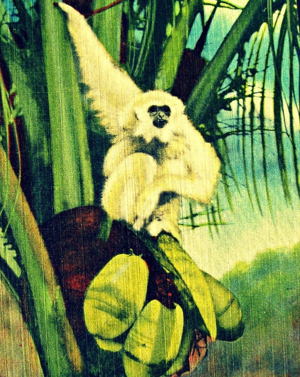Animal photograph MONKEY JUNGLE 16x20 retro tropical Florida roadside attraction color vintage 1940s gibbons print kid's wall art