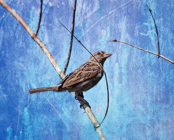 Sparrow No 0052 A Fine Art Wall Decor Photograph
