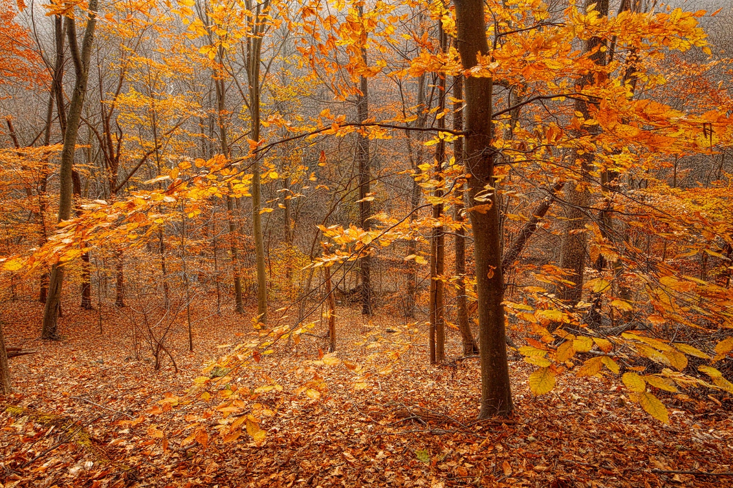 Nature Photography - Autumn in the Forest - Fall Foliage - Landscape - Fine Art Photograph Print - Home Decor - 6X9