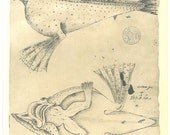 Vintage Print  Fishes Sketch Drawing Maranhao Brazil