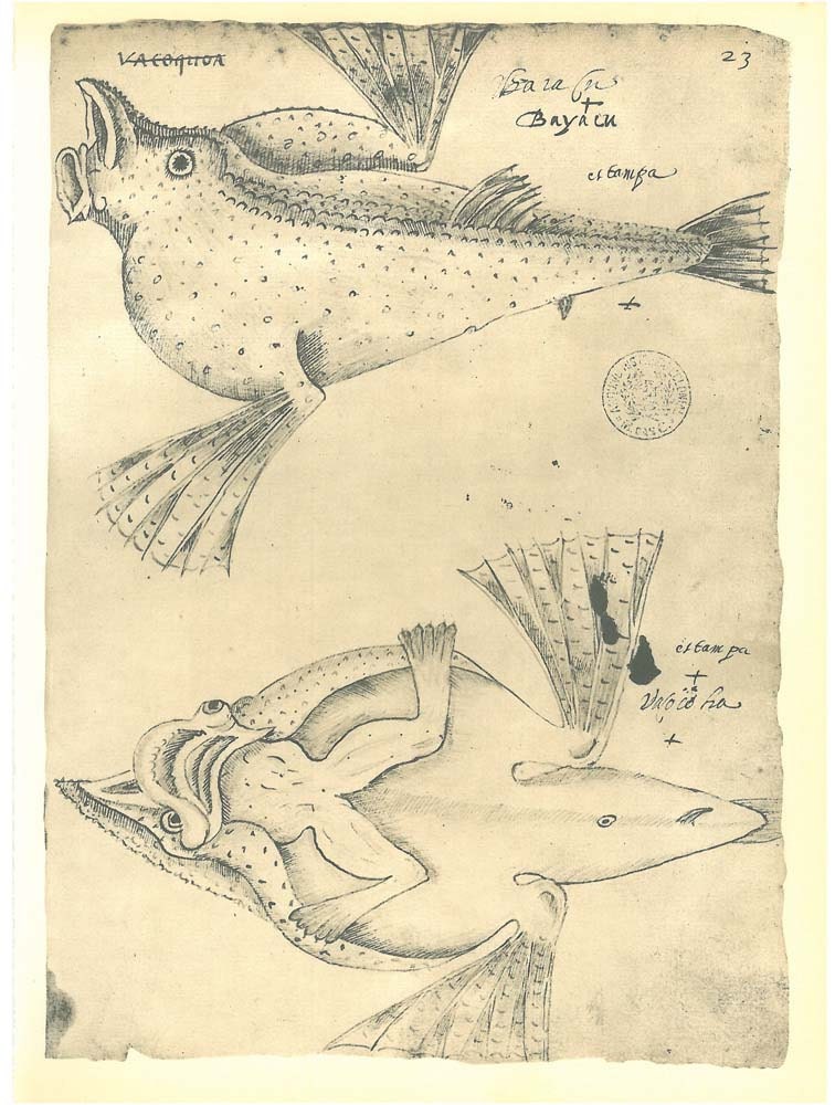 Vintage Print  Fishes Sketch Drawing Maranhao Brazil
