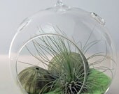 Air plant terrarium - in hanging glass orb - with green sand and green sea urchin shells
