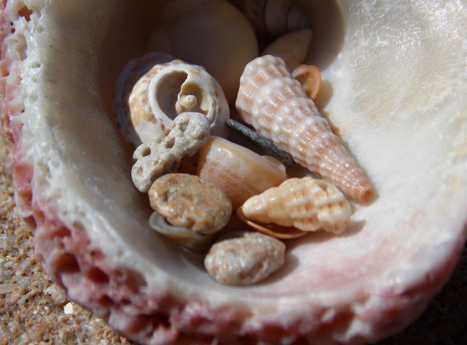 Mini Teeny Tiny Florida Treasures Sea Shells & Stones - Under 10 - Sale - Wedding - Scrapbook