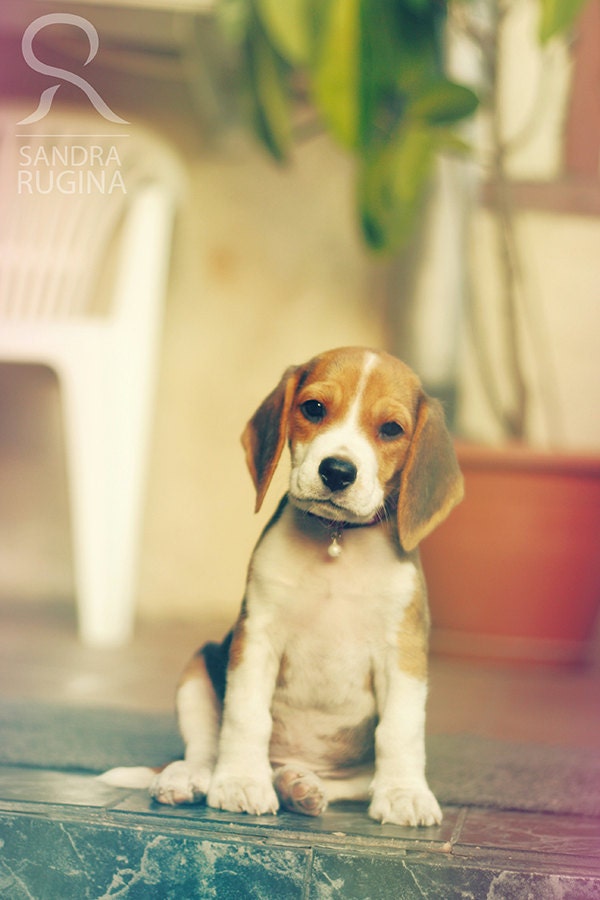 Greeting card with a small cute Beagle puppy in an autumn forest setting, folded greeting card, A6 size