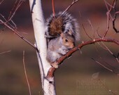 Wildlife Photography, Squirrel print, grey white brown autumn colors, fine art photo, 8x10 photograph