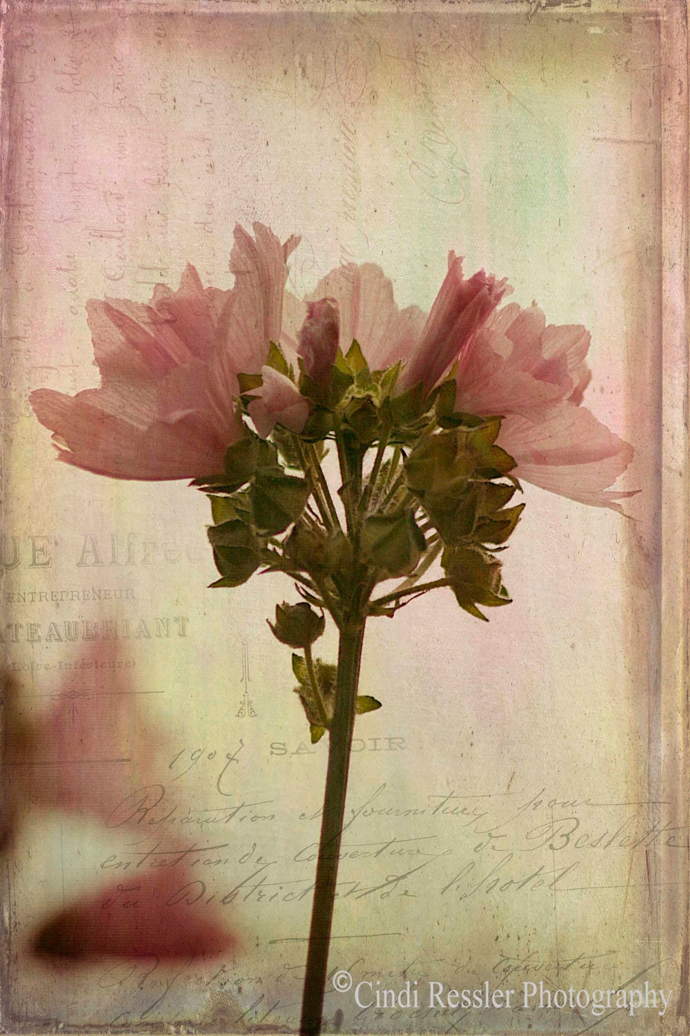 Hollyhock Mallow, 5x7 Fine Art Photography, Flower Photography, Floral Photogaphy - CindiRessler