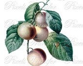 PLUMS Digital Downloads, Redoute botanical illustration, rene claude autumn fruit clipart 190