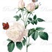 Vintage ROSES with butterflies large Digital Image in color, vintage flowers REDOUTE illustration 010