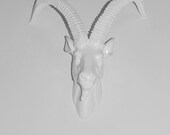 White Faux Taxidermy - Faux Ibex Head - Faux Taxidermy - The Maxine - White Resin Ibex Head- White Ibex Antlers Mounted