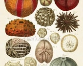 Vintage Colorful Sea Urchins Scientific Illustration Art Print