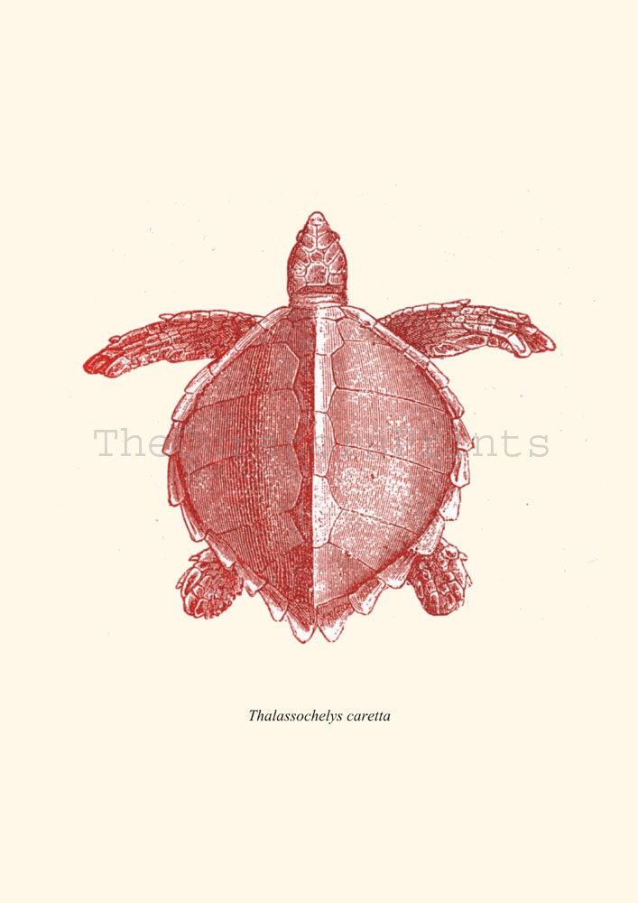 Vintage Turtle Thalassochelys caretta Print Poster Illustration