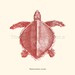 Vintage Turtle Thalassochelys caretta Print Poster Illustration