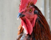 Red Rooster Photograph, Animal Photography, Chicken Photo, Rustic Country Farm 8x10 Print by Nacene Prchal