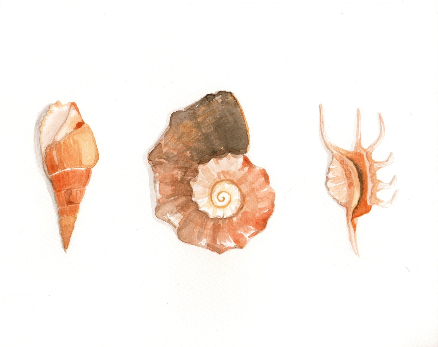 Original watercolor Painting - Seashells - MilkFoam