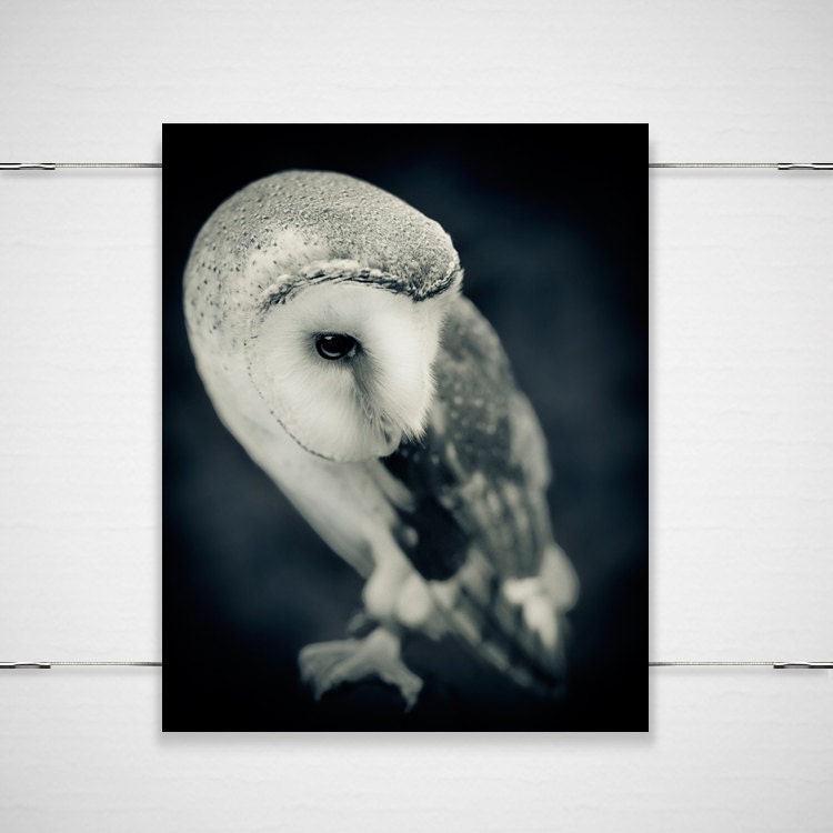 Barn Owl Photo - 8x10 Photograph - Owl Art Print - Owl Photograph - dreamy fairy tale midnight blue woodland fall autumn 'It's Only Forever" - BokehEverAfter