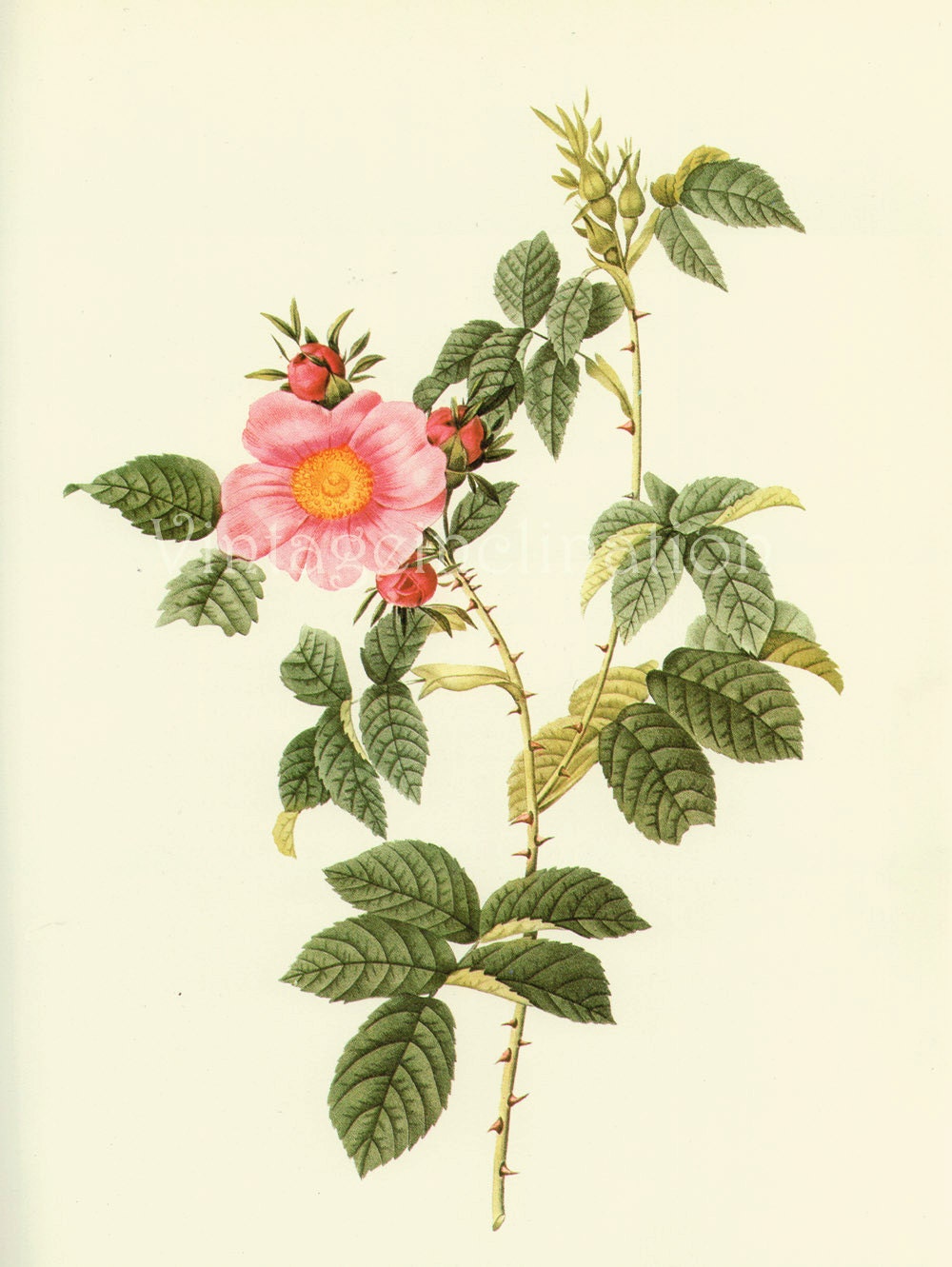 Botanical Roses