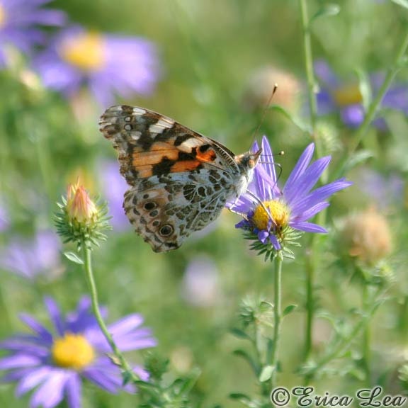 Nature Photography, butterfly on flowers picture, nursery wall art decor, 8x8 fine art print