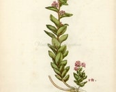 Vintage Botanical Print 1944 - Orpine FLOWERS - engraving lithograph bookplates prints For Framing