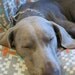 Designer XL 38x50 Dog Cat Pet Bed Duvet Cover : You Choose Fabric Collection and Color