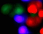Lights Lights Christmas Solstice Baby 8x10 Photography Photo