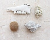 Curio Collection Teeth Seaweed Seashell