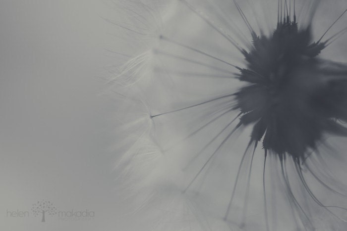 Nature Photograph. Still Life. Whispy Dandelion. Black & White. Macro.