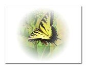 Butterfly Vignette photograph 8x10 nature summer yellow circle soft colors wall decor
