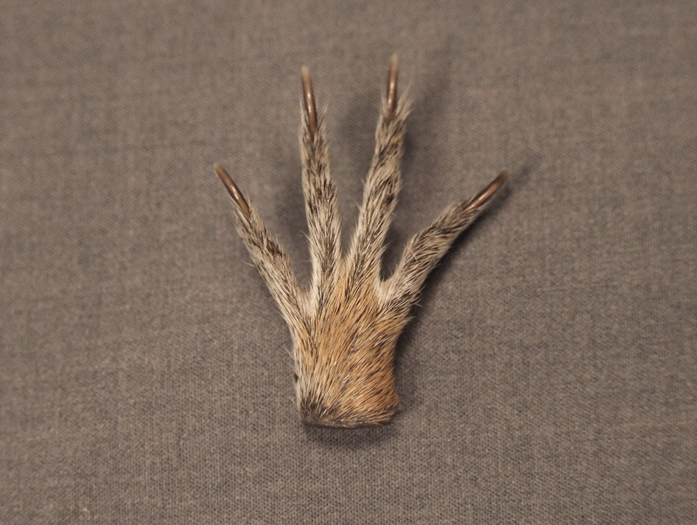 SQUIRREL FOOT PIN taxidermy jewelry for lapel, tie, or hat