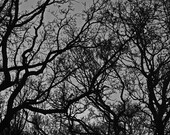 Dark Forest Landscape Photography - 9x6 - black and white, trees, wood, spooky, creepy, goth, horror, woodland, branches, canopy, tangled