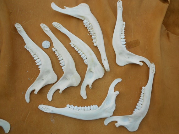 Deer Lower Jaw