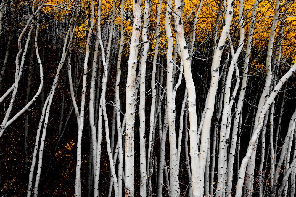 Aspen Trees Fall Forest Aspens Evening Autumn Golden Leaves Wall Art Colorado Rustic Cabin Lodge Photograph