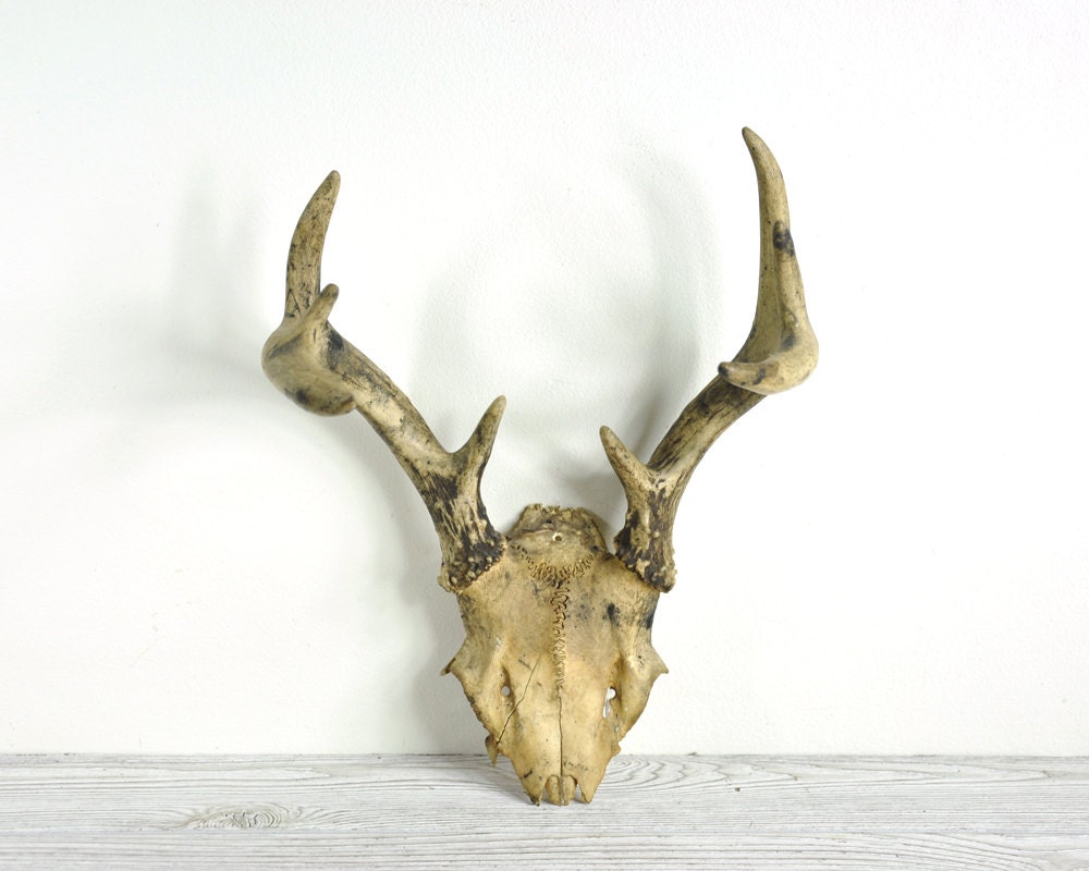 Vintage Deer Antlers