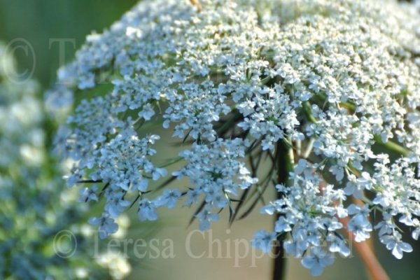 Fine Art Floral Photography - 8 x 12 Queen Anne's Lace Photo, Natural Gentle White Bokeh Macro Garden Wall Art Botanical Home decor